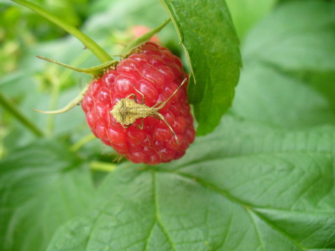 拉斯伯里和昆蟲