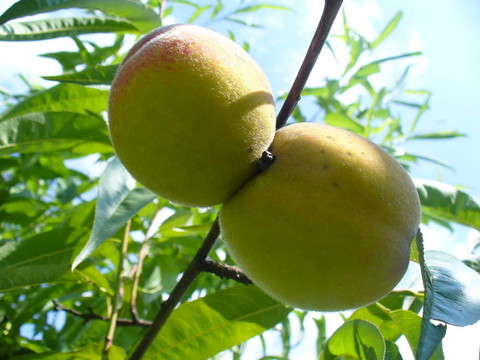 樹(shù)枝上的桃子