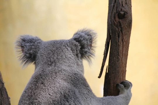 桉樹中的Koala
