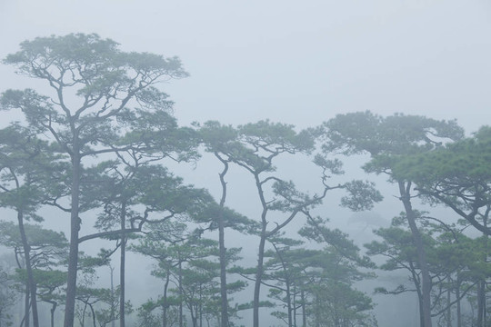 神秘的霧