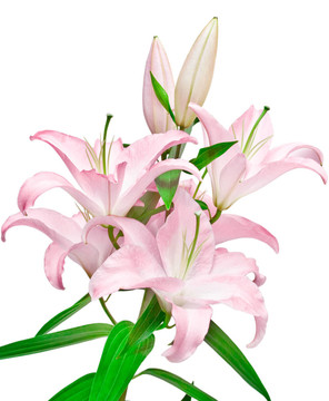 粉色的百合花