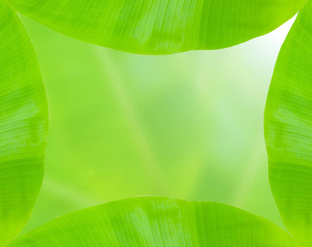 香蕉葉架