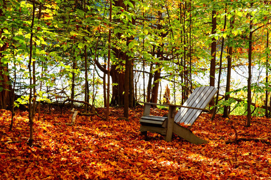 秋天森林树叶的木椅