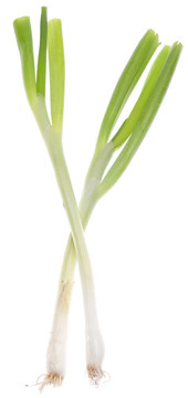 春天的綠洋蔥