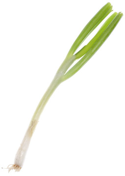 春天的綠洋蔥