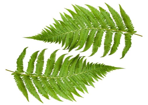 蕨類植物
