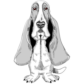 向量狗巴吉度獵犬品種