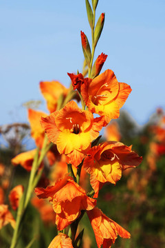 花園里紅色的唐菖蒲