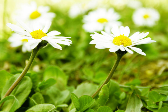 在一場(chǎng)甘菊