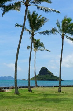 棕櫚樹和海洋瓦胡島海岸；夏威夷