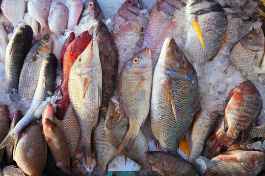 市場上的生魚