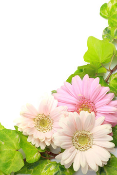 非洲菊、常春藤