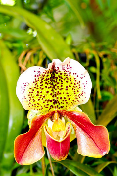蘭花