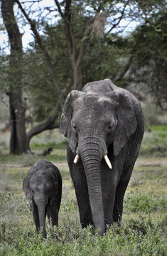 大象和宝宝