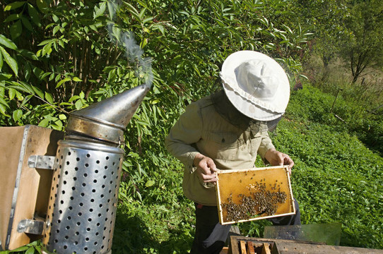 養(yǎng)蜂人拿著蜂窩