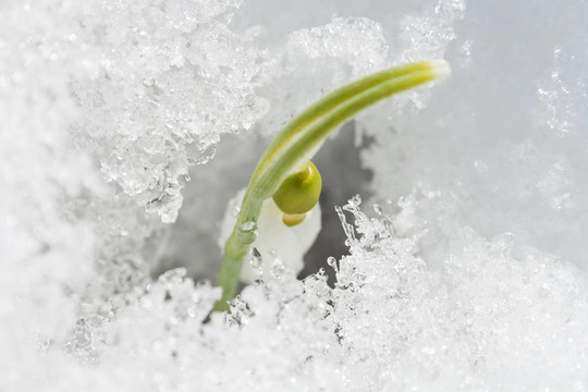 首先雪蓮花。