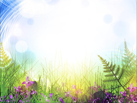 紫百合花夏天的草地