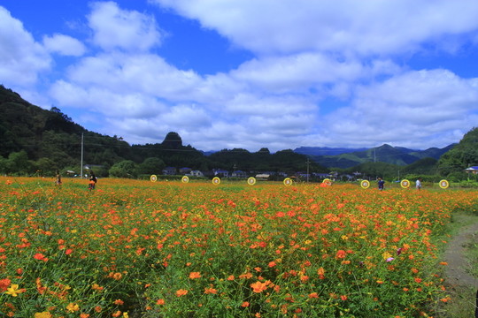 菊花海