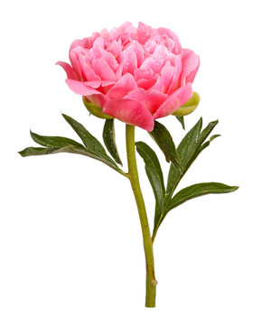 粉紅牡丹花；莖葉