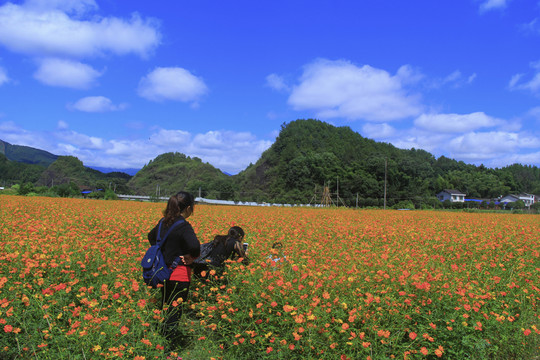 菊花海
