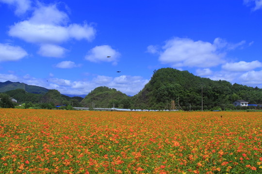 菊花海