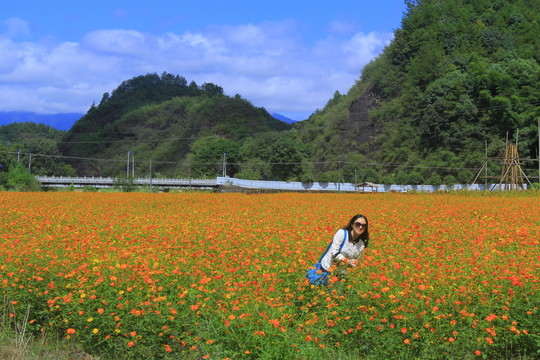 菊花海