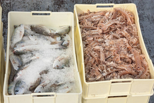 剛捕獲的魚箱