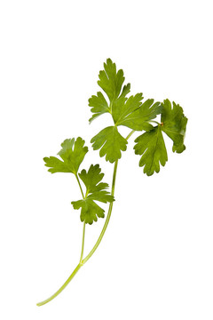 藥草和香料