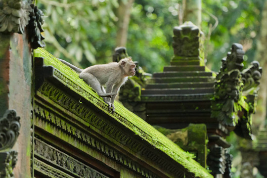 猴（Macaca fascicularis）