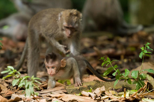 猴（Macaca fascicularis）