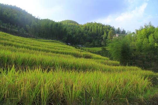 七星嶺湖洋梯田