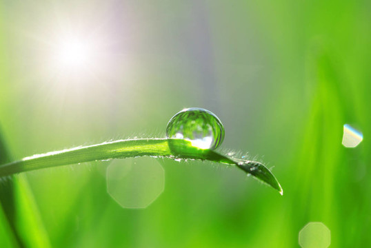 草
