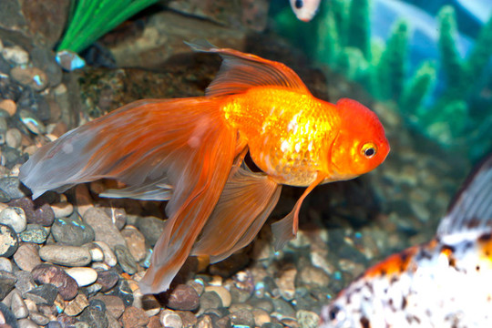 美麗的；優(yōu)美的金魚在水中游泳