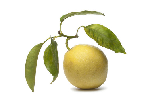 香櫞果實(shí)