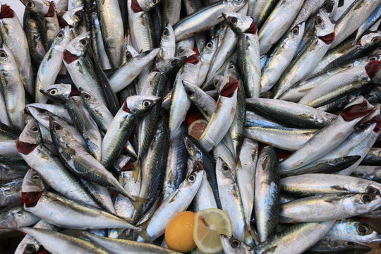 魚(yú)53