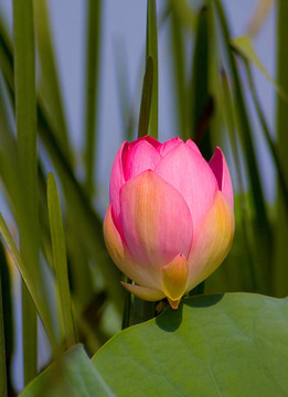 蓮花