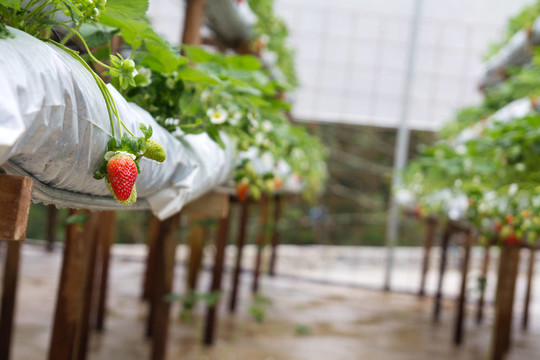Strawberry農(nóng)場(chǎng)