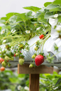 Strawberry農(nóng)場