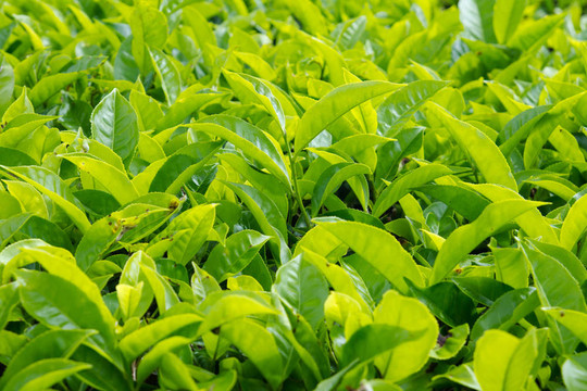 茶葉