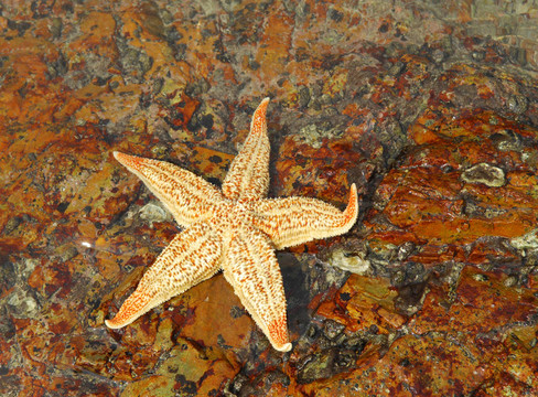在珊瑚礁海岸海星