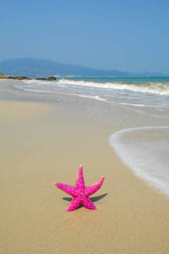 在珊瑚礁海岸海星