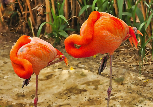 加勒比火烈鳥(niǎo)在阿爾伯克基動(dòng)物園睡覺(jué)