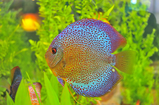 小小的圓魚