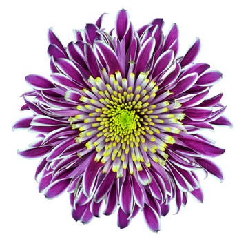 chrysantemum花紫色和灰綠色的中心