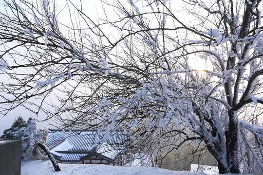 黑麋峰國(guó)家森林公園雪景霧凇圖