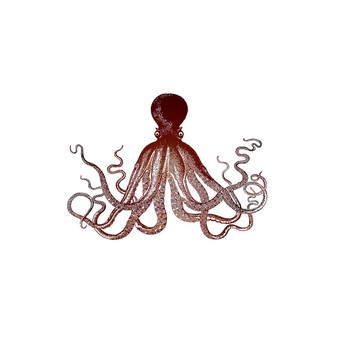 章魚(yú)