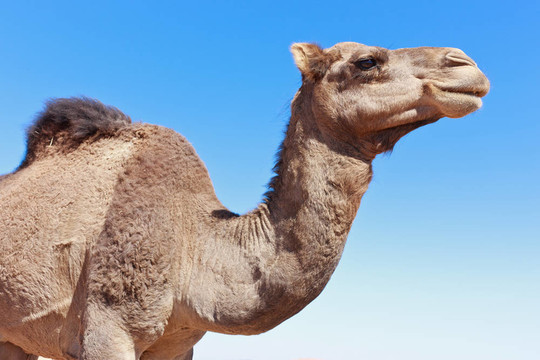 藍(lán)色天空的Lone Camel