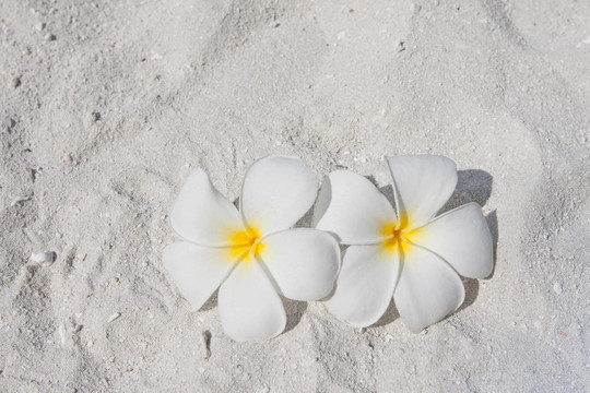 海灘上的雞蛋花