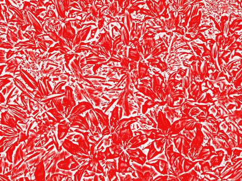 紅色的背景