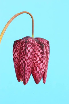 小貝母